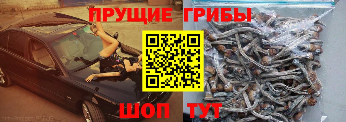 Можга  Галлюциногенные грибы Cubensis  Вход с VPN 